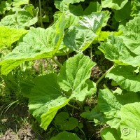 Common Butterbur